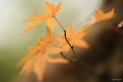 名残り秋
