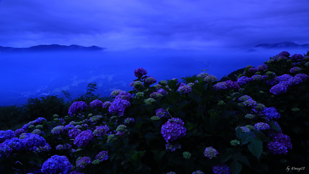 雲上に咲く