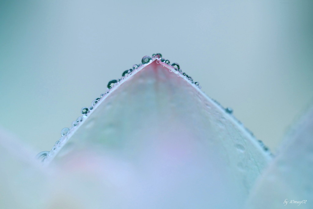 霧雨