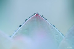 霧雨