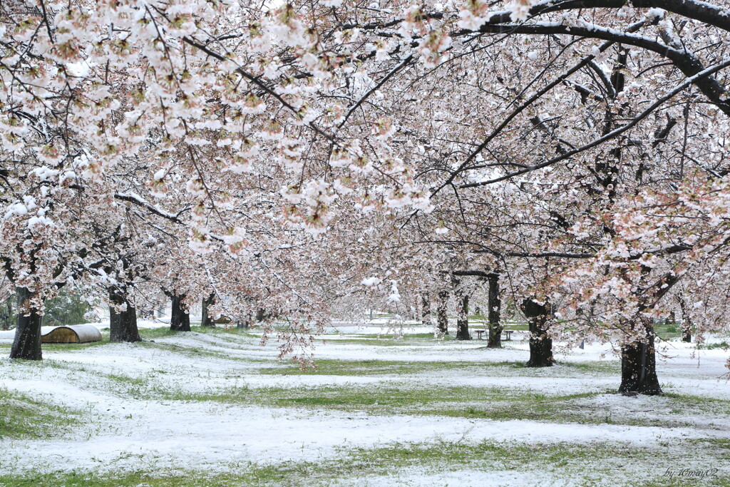 雪見桜