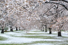 雪見桜