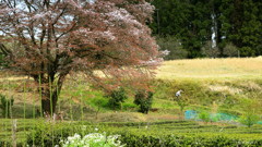 長閑