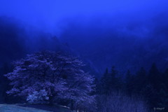 山霧桜
