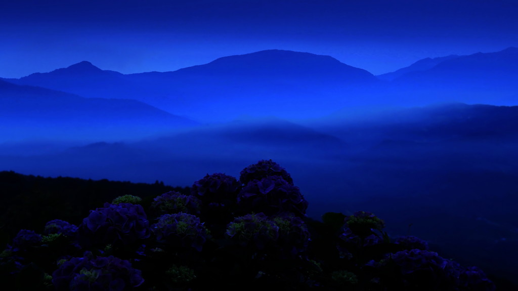 紫陽花