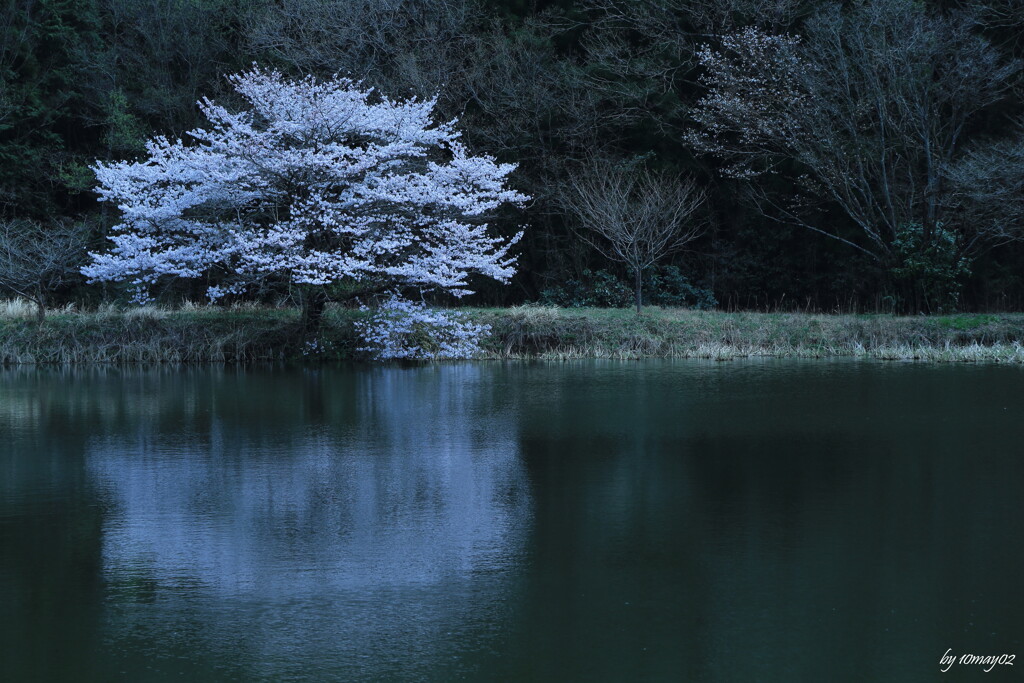 鏡桜