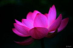 蓮