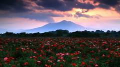 朝ぼらけ