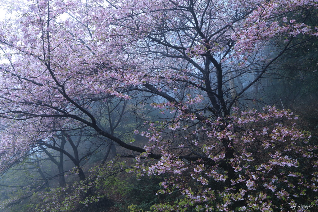 霞桜