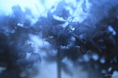 水中花