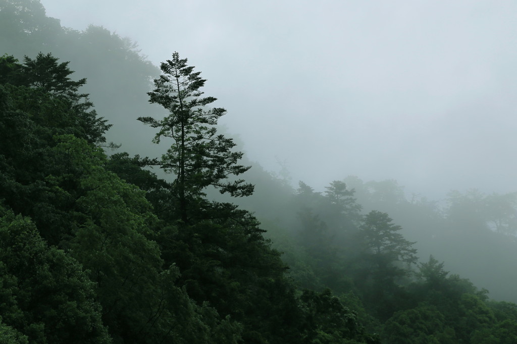 山霧