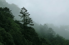 山霧