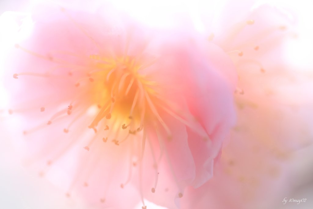花桜