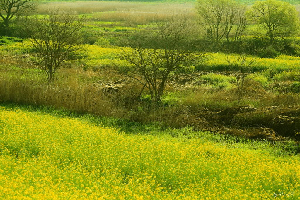 Yellow carpet