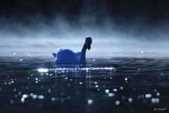 飛べない白鳥