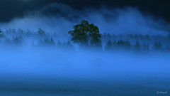 BLUE MOMENT