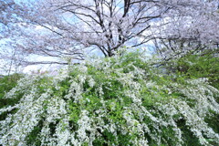 ゆきみ桜