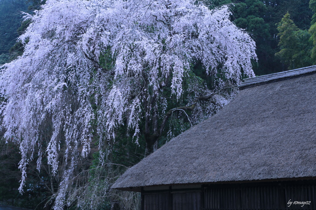 枝垂２