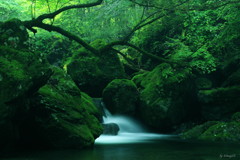 苔むす
