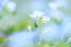 芽吹き