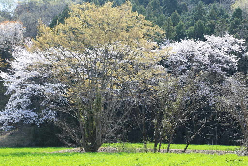 里桜