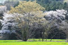 里桜