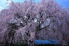 枝垂れ桜