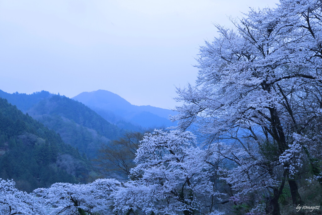 山桜