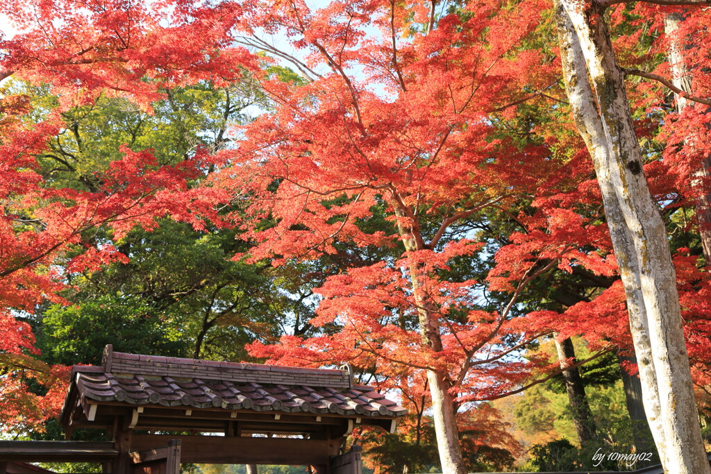 紅萌える