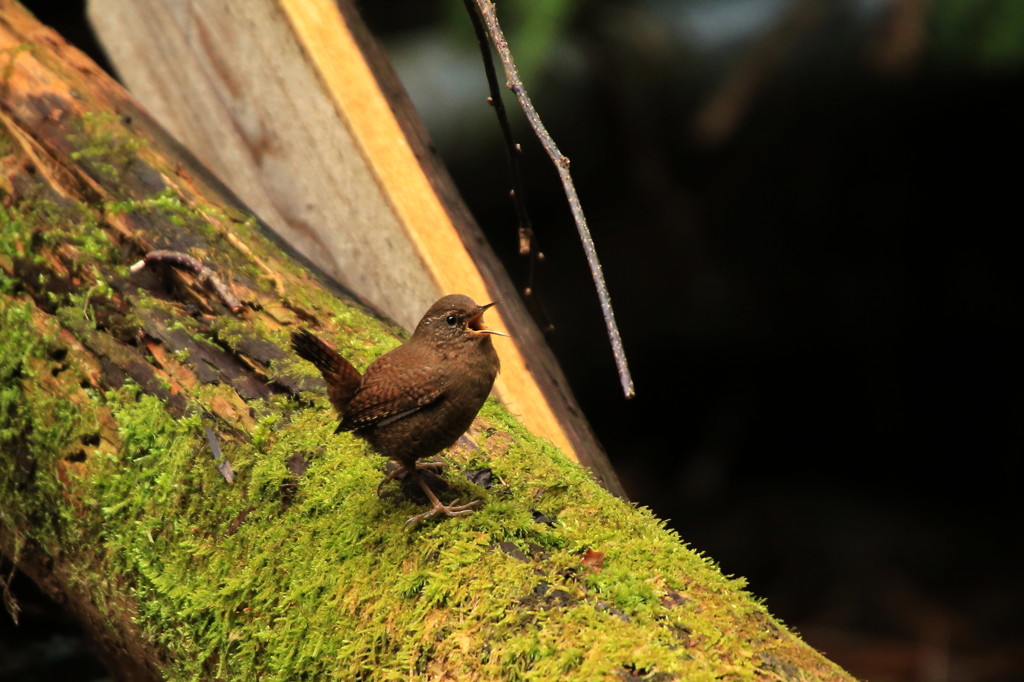 songbird