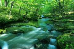 森の香気