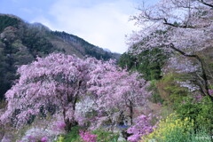里山桜２