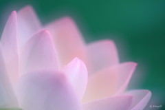古の記憶