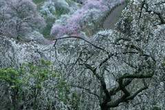 最後の吉野梅郷２