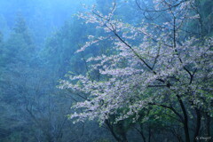 霧雨