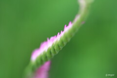 道端の雑草（ネジバナ）