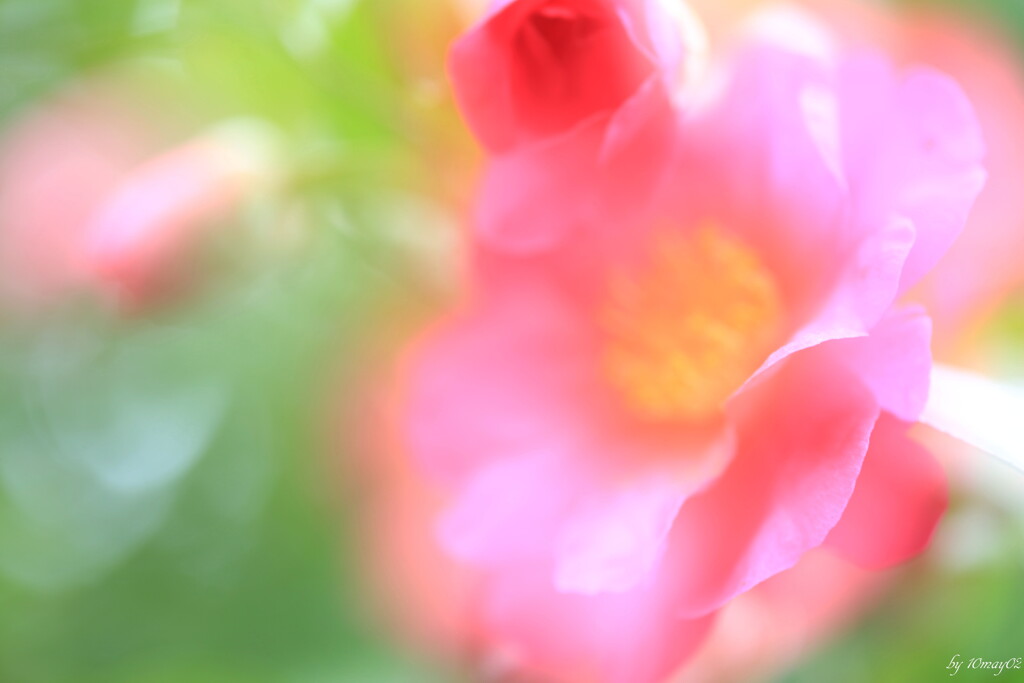 冬の彩