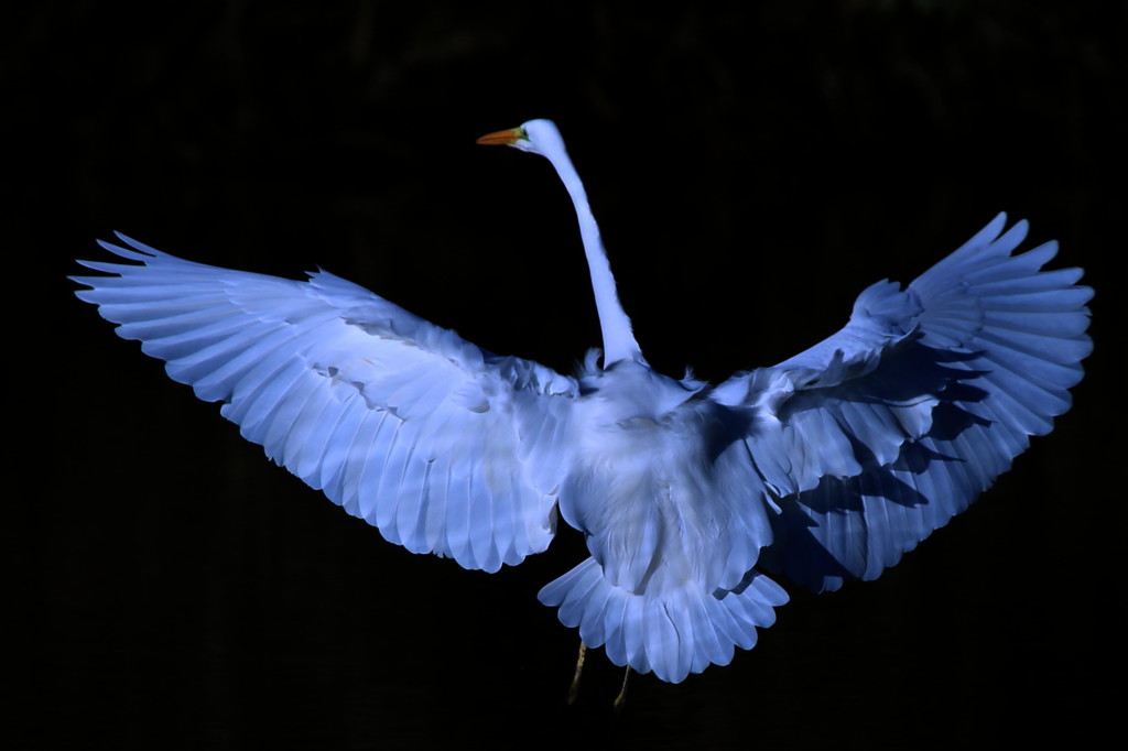 feather