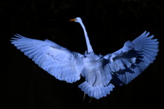 feather