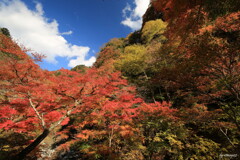 山の賑わい