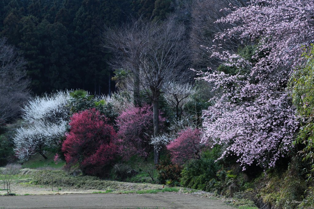 彩