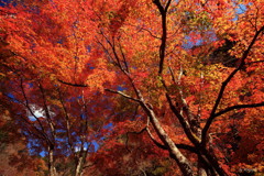照紅葉