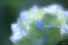光愛でる