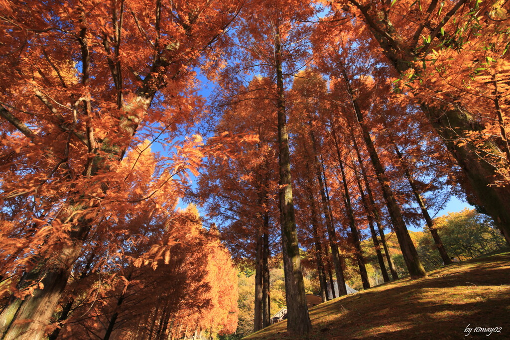満天の紅葉