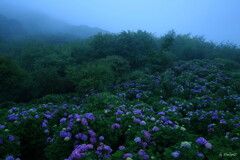 雲霧