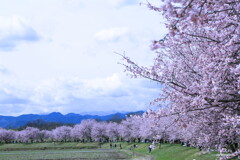 里山の寒桜