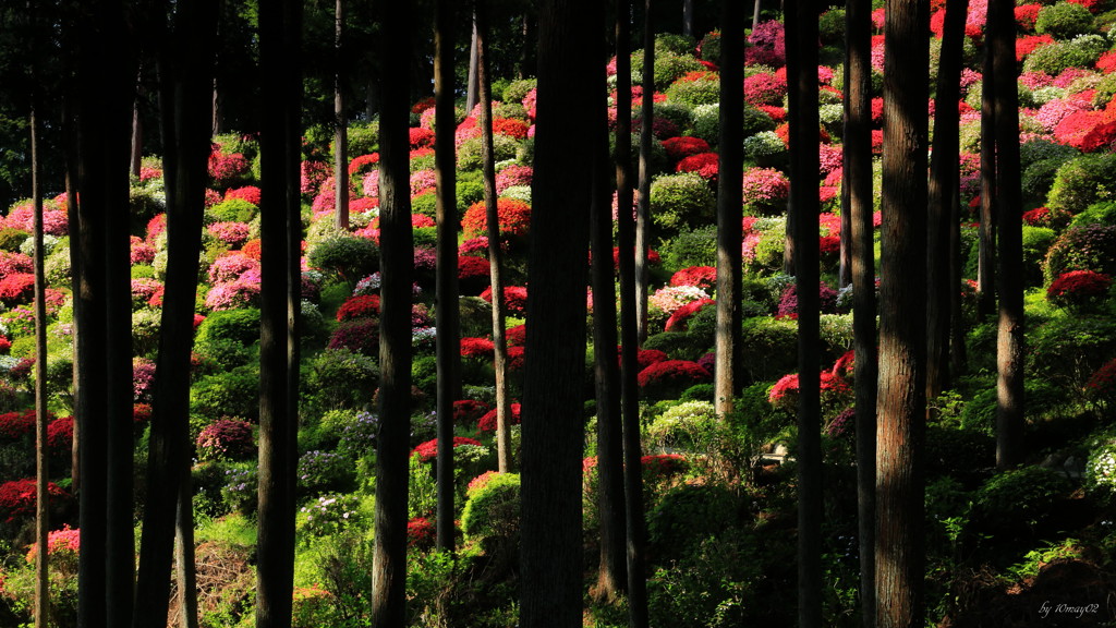 陰影　～青梅薬王寺～