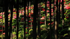 陰影　～青梅薬王寺～