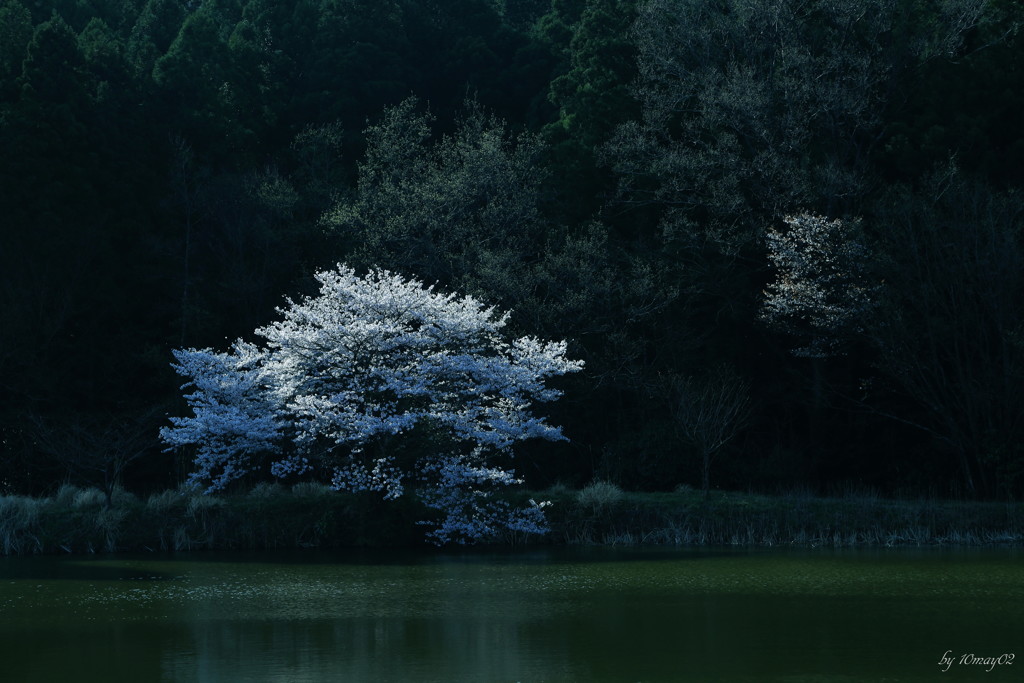 孤高の桜