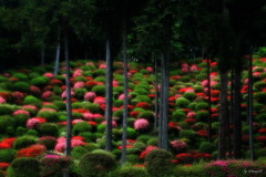木立